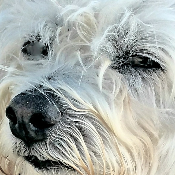 Meet your Posher - Picture 3 of 8